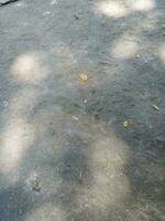 Photo of a floor made of cement with a shade of a shady tree during the day