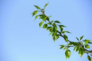 Poplar branch with green foliage against blue sky. photo