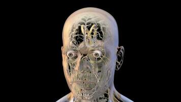3d médico animación de un humano cabeza y cráneo - lazo video