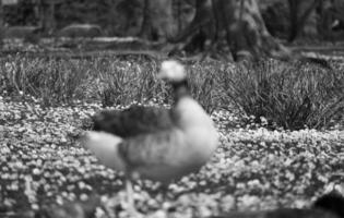 Beautiful View of Cute Bird at a Public Park of Luton England UK photo