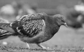 Beautiful View of Cute Bird at a Public Park of Luton England UK photo