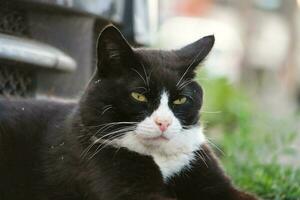 Cute Kitten is Posing in the Home Garden photo