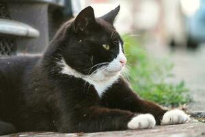 Cute Kitten is Posing in the Home Garden photo