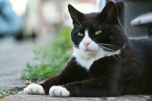 Cute Kitten is Posing in the Home Garden photo