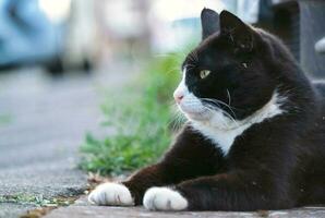 Cute Kitten is Posing in the Home Garden photo