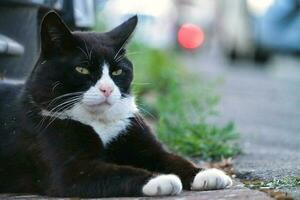 Cute Kitten is Posing in the Home Garden photo