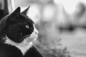 Cute Kitten is Posing in the Home Garden photo