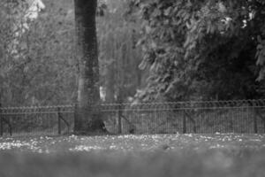 hermosa ver de un local público parque de Inglaterra Reino Unido foto