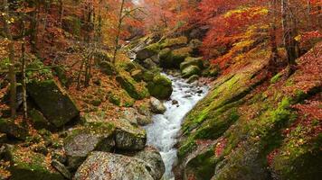 Aerial shot of forest woodland and river landscape in autumn season video