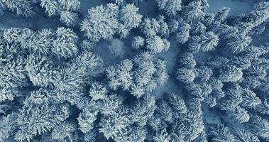 Aerial view of snow covered forest trees in the winter season outdoors video