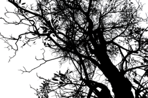 branches against forest png