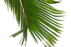 palm blad geïsoleerd png