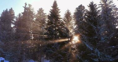 zonnestralen licht schijnend door boom takken video