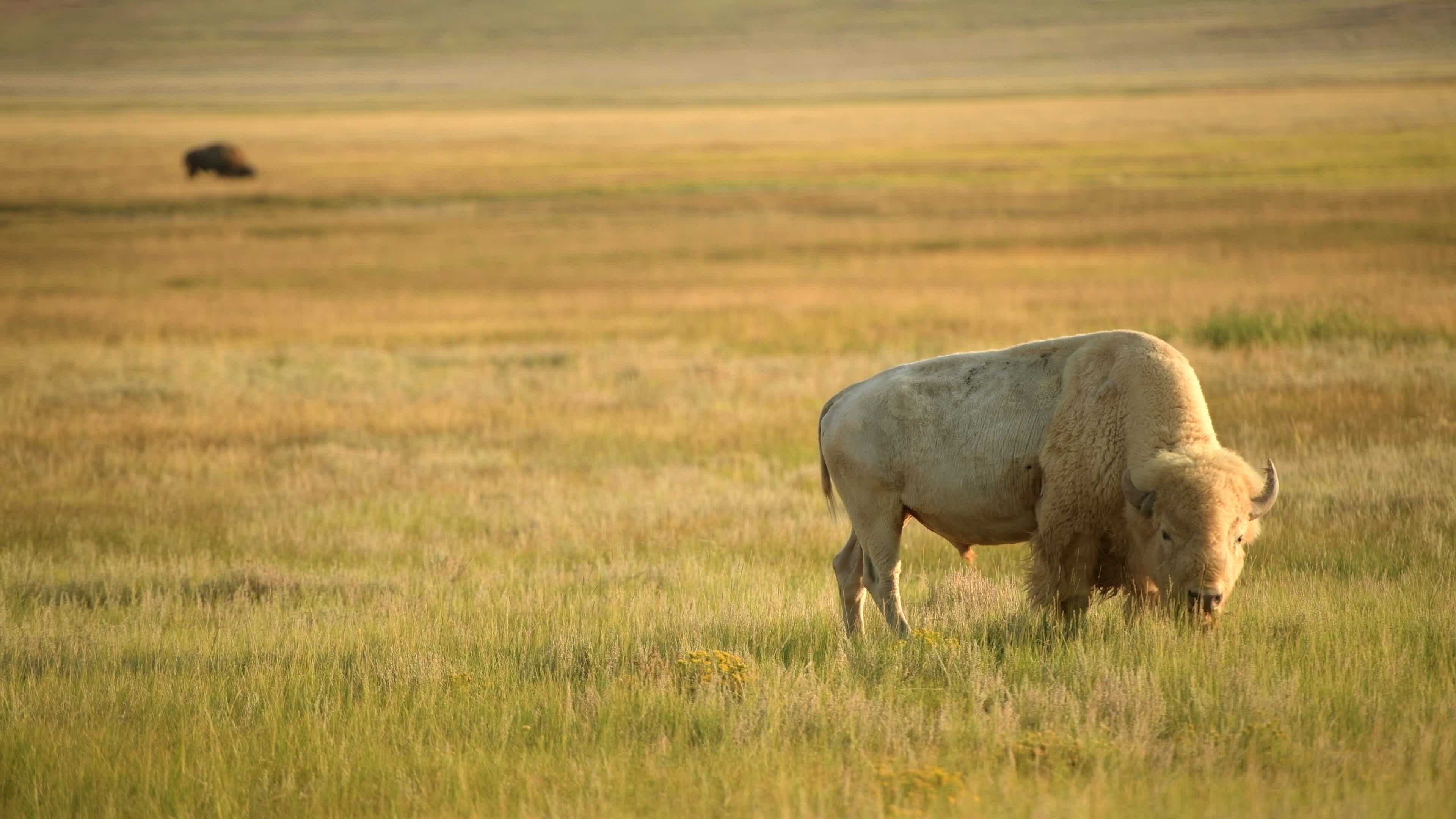Albino Black Sheep End Of The World Albino Sheep