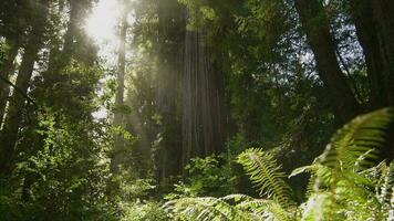 solig sommar dag i de kalifornien redwood skog video