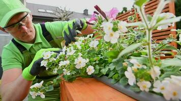 jardinero comprobación flores después plantando ellos en el maceta video