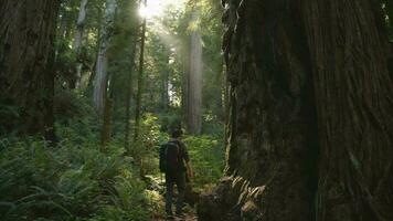 naturskön kalifornien kust redwood skog trailheaden video