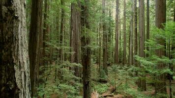 Morning Sunlight Coming Through Redwood Trees video