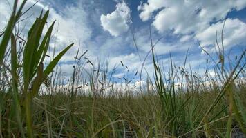 wolkig Himmel und das Wiese Zeit Ablauf video