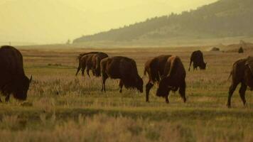 kudde van Amerikaans bizons in beweging langs Colorado prairie video