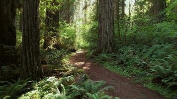 naturskön kalifornien kust redwood skog trailheaden video