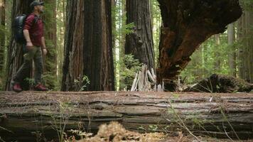 caucasian vandrare i hans 40s gående längs fallen redwood träd i gammal kust skog. nordlig Kalifornien, usa. video