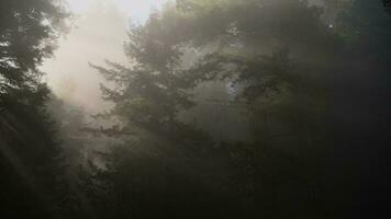 Nord Kalifornien uralt Redwood Wald bedeckt durch Küsten Nebel video