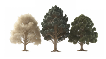 illustration of trees on transparent background, for illustration, digital composition, and architecture visualization. png