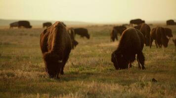 kudde van Amerikaans bizons in beweging langs Colorado prairie video