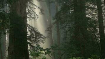 naturskön morgon- solljus i de redwood skog video