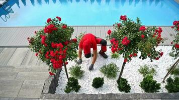 aéreo ver de profesional jardinero decorando el zona alrededor al aire libre nadando piscina con blanco guijarros paisajismo diseño tema. video