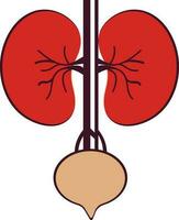 Illustration of kidneys icon in part of body. vector