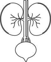 Kidneys icon for human body in stroke style. vector