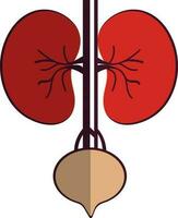 Half shadow style of kidneys icon in part of body. vector