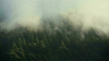 Northern California Coastal Fog Rolling Through Redwood Hills video