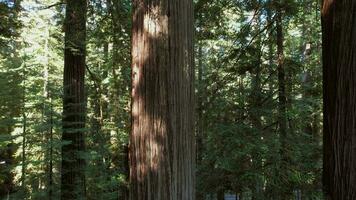 panoramico California costiero sequoia foresta trailhead video