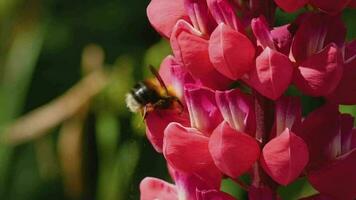 humla samlar nektar och pollen från de blommor av röd lupin, makro, långsam rörelse. video