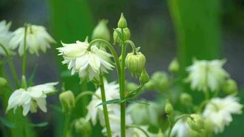 Bumblebee on a white aquilegia flower, macro video