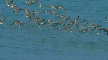 flock av större sand pipare charadrius leschenaultii på mai khao strand, phuket, yhailand video