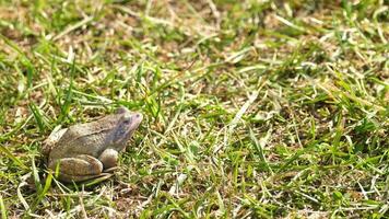 Frosch im grünen Gras während des Frühlingsmorgens video