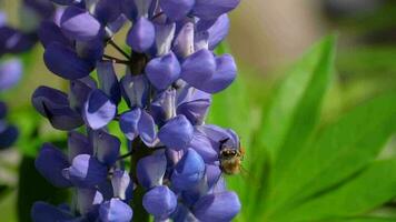 bij verzamelen nectar en stuifmeel van de bloemen van blauw wolvin. video