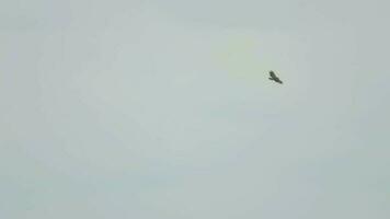 Greater Spotted Eagle in Koh Miang island, Mu Ko Similan National Park Formal name - Clanga clanga video