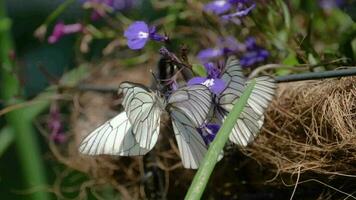 Aporia crataegi Black veined white butterfly mating video