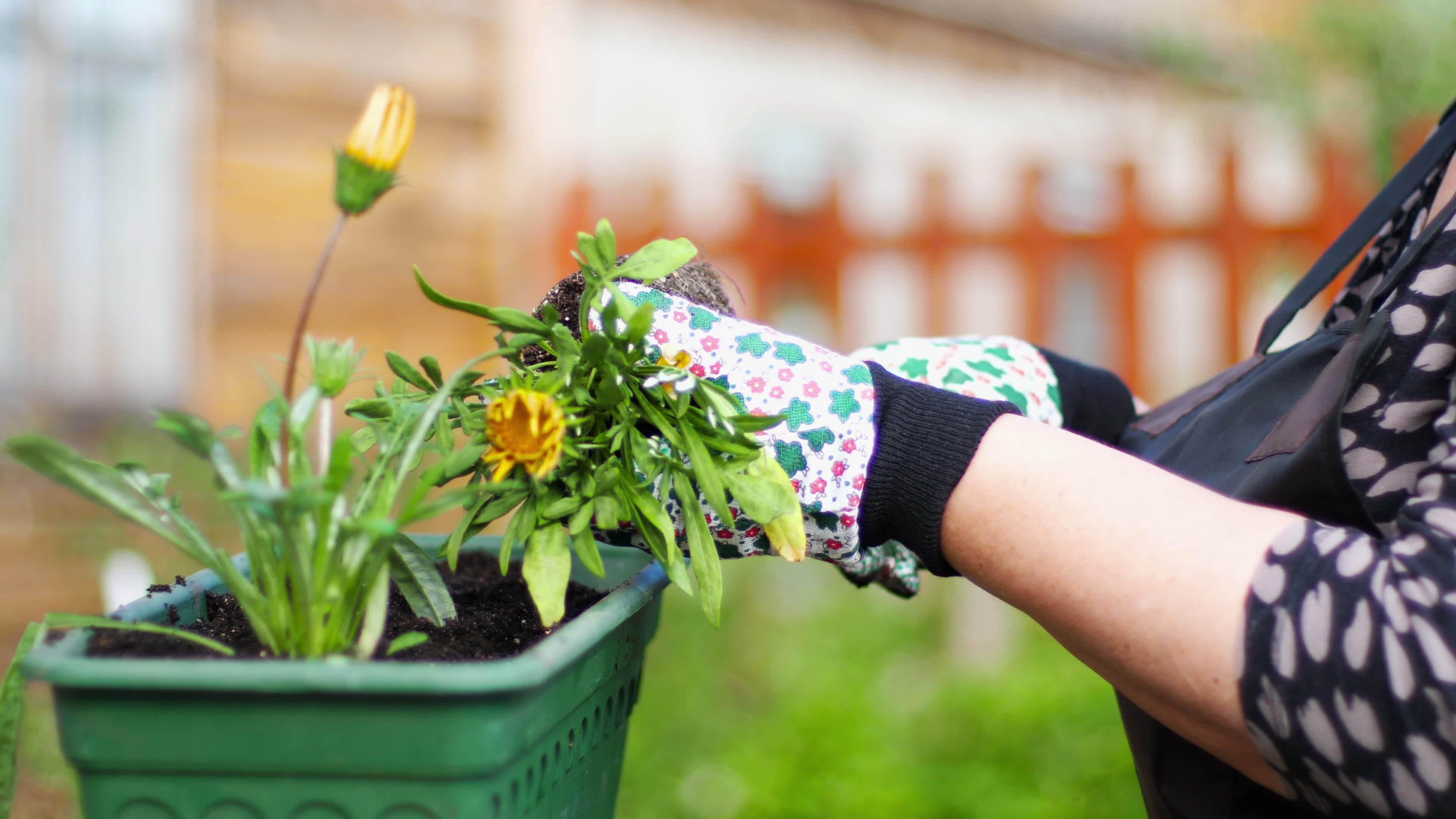 Growing Flowers In The Garden The Process Of Planting A Flower In A growing-flowers-in-the-garden-the-process-of-planting-a-flower-in-a