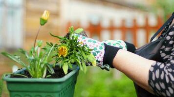 Growing flowers in the garden. The process of planting a flower in a pot. Gatzania Flower or African Daisy. Earth Day video