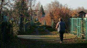 kvinna gående med nordic gående pinnar i höst väder. senior kvinna träna scandinavian gående i natur. äldre passa sports konditionsträning övning med poler i händer utomhus- video