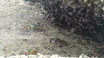 los cangrejos salen de debajo de la piedra. cangrejos submarinos arrastrándose por el lecho marino rocoso video