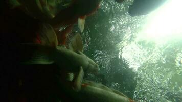 multi farbig Koi Fisch Schwimmen anmutig im ein Wasser von ein Garten. schließen hoch, Fisch im das Teich, unter Wasser Fotografie video