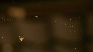 araignée rampant sur le la toile, proche en haut video