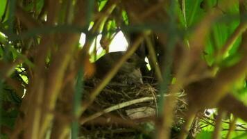pássaro dentro a ninho incuba ovos. pássaro aninhamento período. pintarroxo ou repola linaria canabina é uma espécies do pássaros canoros do a tentilhão família video